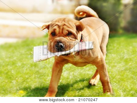 Picture or Photo of Adorable shar pei dog carrying newspaper over green natural background outdoor