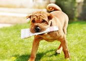 pic of newspaper  - adorable shar pei dog carrying newspaper over green natural background outdoor - JPG 