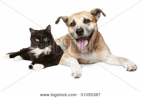 Picture or Photo of Close-up portrait of a cat and dog. Isolated on white background