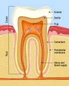 picture of medical  - medical cross section of the human teeth - JPG 