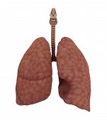 stock photo of organ  - 3d rendering of human organs and illustration - JPG 