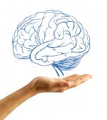 stock photo of cerebellum  - drawing brain closeup on white background - JPG 