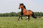pic of horse  - running chestnut horse - JPG 