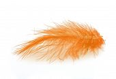 foto of over white  - Orange feather over white background - JPG 
