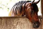 stock photo of quarter horse  - A gorgeous solid appaloosa/quarter horse gelding hanging his head over the barn door
** Note: Shallow depth of field - JPG 