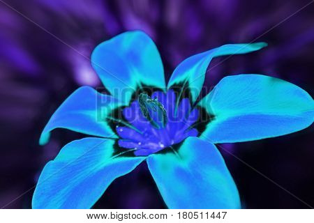 Poster: Psychedelic Blue Flower