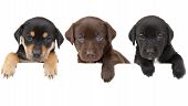 foto of animals  - 3 puppies showing their paws above white banner - JPG 