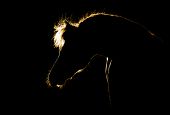 picture of horse  - Horse silhouette isolated on black background - JPG 