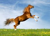 stock photo of horse  - bavarian chesnut horse - JPG 