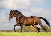 stock photo of horse  - bay horse running in field - JPG 