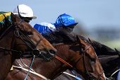 picture of horse  - an image of jockeys and race horses in action during a race - JPG 