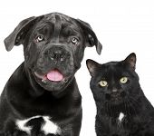 foto of dog  - Dog and cat together - JPG 