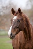 pic of horse  - Beautiful brown horse with white color on his head
 - JPG 