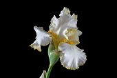 pic of iris  - Flower of iris lat - JPG 