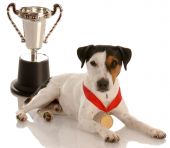 stock photo of dog  - champion dog  - JPG 