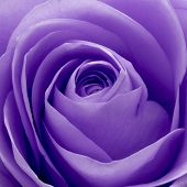 image of close-up  - close up of violet rose petals - JPG 