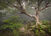 stock photo of setting  - Creepy Fairytale Tree Spooky Forest Fog Appalachian NC Fantasy Landscape at Craggy Gardens in the Blue Ridge Mountains near Asheville North Carolina - JPG 