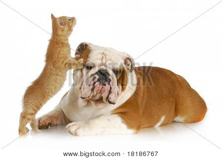 Picture or Photo of Dog and cat playing - english bulldog and kitten playing on white background
