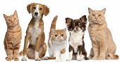 pic of dog  - Group of cats and dogs in front of white background - JPG 