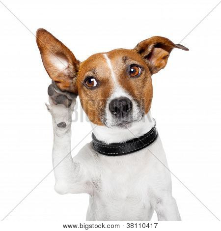 Picture or Photo of Dog listening with big ears and looking to the side