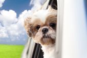 stock photo of dog  - dog enjoying a ride in the car - JPG 