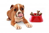pic of dog  - Little dog puppy and red dog bowl with bones - JPG 