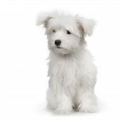 image of dog  - maltese dog sitting in front of white background - JPG 