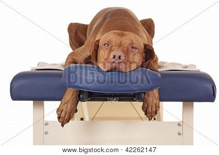 Picture or Photo of Pure breed golden color dog laying relaxed on a massage table isolated on white background