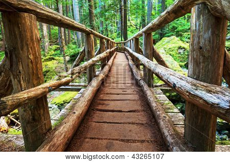 Picture or Photo of Boardwalk in forest