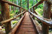 stock photo of holidays  - boardwalk in forest - JPG 