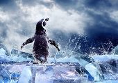 picture of ice  - Penguin on the Ice in water drops - JPG 