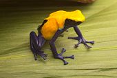 picture of animals  - Yellow poison dart frog - JPG 