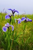 stock photo of iris  - Blue flag iris wild flowers in Newfoundland Canada - JPG 