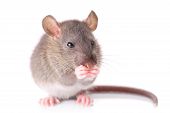 picture of mouse  - A small gray mouse isolated against white background - JPG 