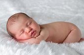 foto of rest  - Newborn Baby Peacefully Sleeping on tummy resting on arms - JPG 