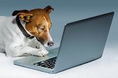 pic of internet  - dog using pc surfing the internet and searching - JPG 