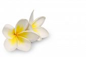 stock photo of objects  - Frangipani on white background - JPG 