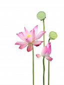 picture of religion  - lotus flower and seedpod - JPG 