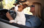 image of dog  - Jack Russell Terrier Dog Enjoying a Car Ride - JPG 