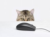 stock photo of curiosity  - Cat hunts a computer mouse lying on the table - JPG 