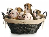 foto of animals  - litter of puppies  - JPG 