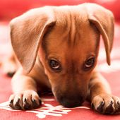 stock photo of pals  - Dachshund puppy lay on red sofa - JPG 