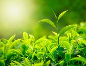 image of nature  - Green tea bud and fresh leaves - JPG 