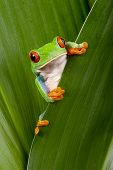 foto of animals  - red eyed tree frog peeping curiously between green leafs in rainforest Costa Rica curious cute night animal tropical exotic amphibian - JPG 