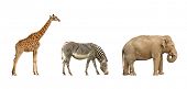 stock photo of animals  - african animals - JPG 