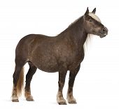 picture of equus caballus  - Comtois horse a draft horse Equus caballus 10 years old standing in front of white background - JPG 