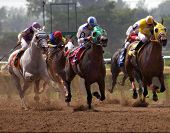 stock photo of horse  - Horses Racing - JPG 