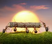 image of teamwork  - team of ants carry log on sunset or sunrise teamwork concept - JPG 