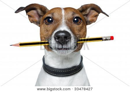 Picture or Photo of Dog With yellow Pencil And  red Eraser