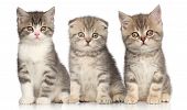 image of group  - Group of Scottish kitten posing on a white background - JPG 